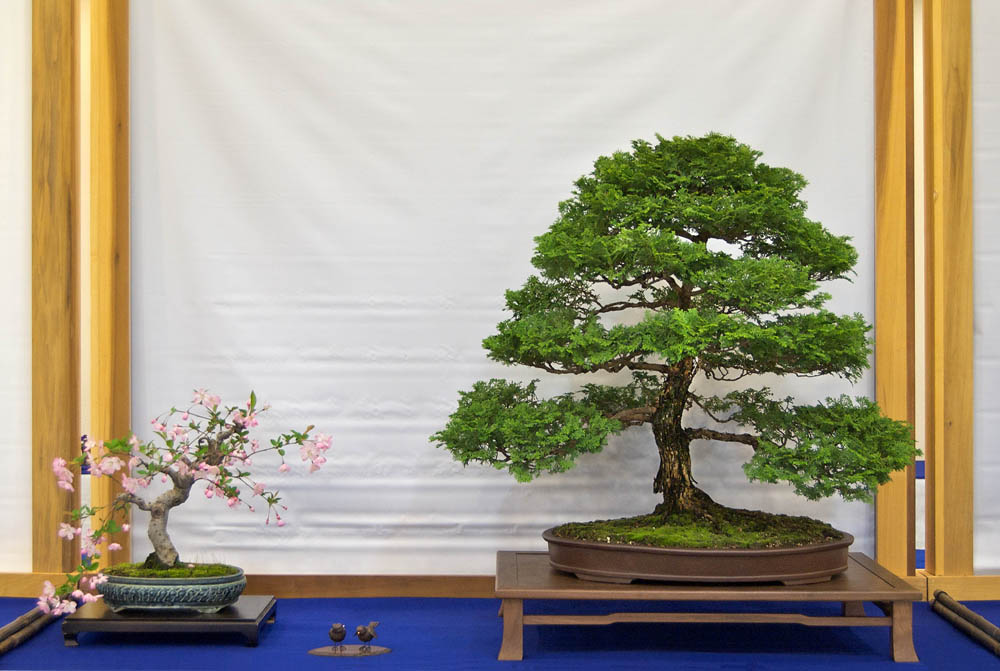 Hinoki-Cypress.jpg