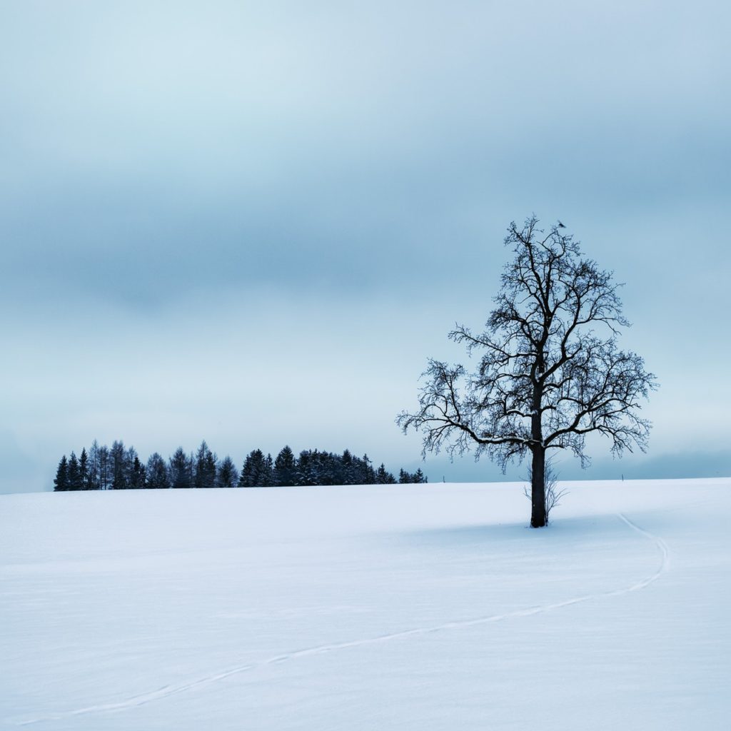 A tree surrounded by snow